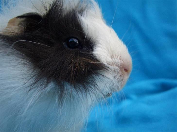 Marsvin Nuller *Hanekammen* - Hvad var det nu jeg så derhenne? :3 Jeg kan ikke huske det o: billede 4