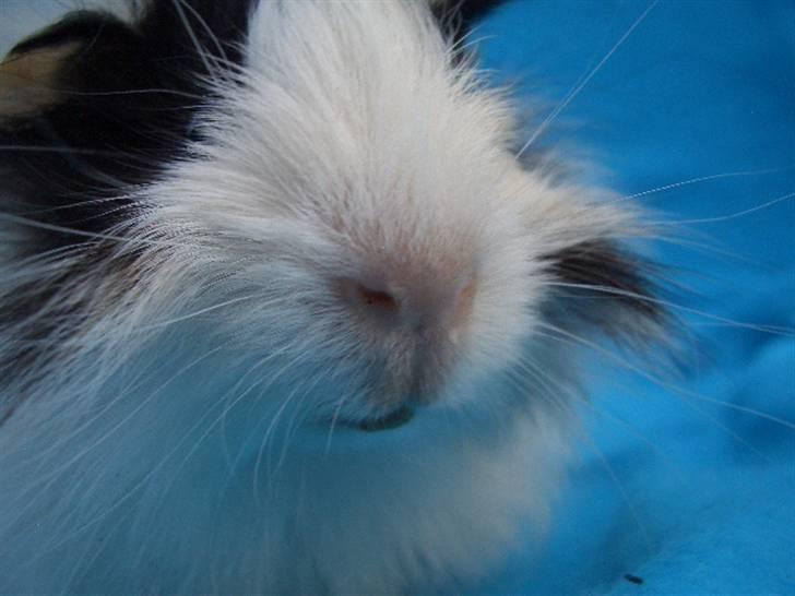 Marsvin Nuller *Hanekammen* - Mit flotte hovede!<3 billede 5