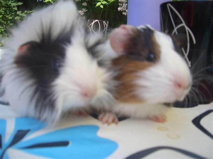 Marsvin Nuller *Hanekammen* - Vi går lige en tur 8D billede 6