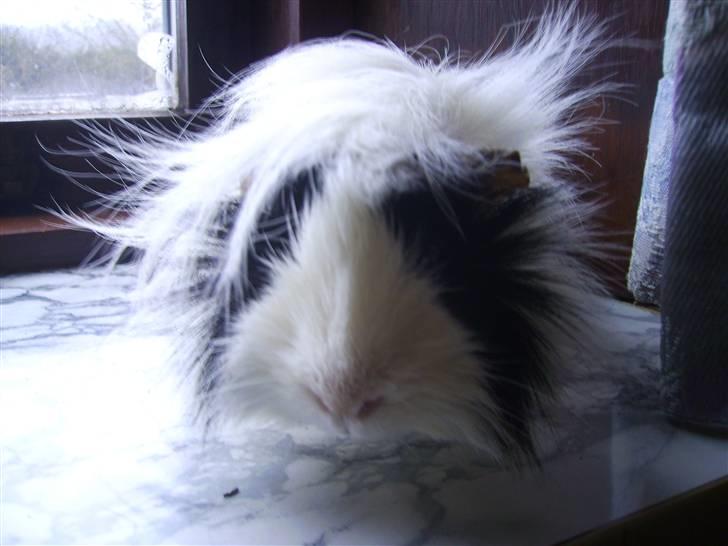 Marsvin Nuller *Hanekammen* - I´m A China House DImzz Dimzz 8D!! billede 7