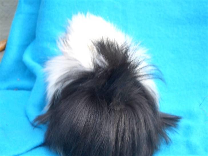 Marsvin Nuller *Hanekammen* - Byeee! Nu gider jeg altså ikke snakke med jer mere! 8D Husk at kommentere mig inden i skrider 8D!! billede 8