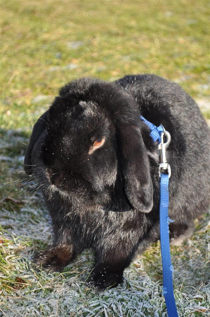 Kanin Pjuske - Solrig vinterdag;) billede 6