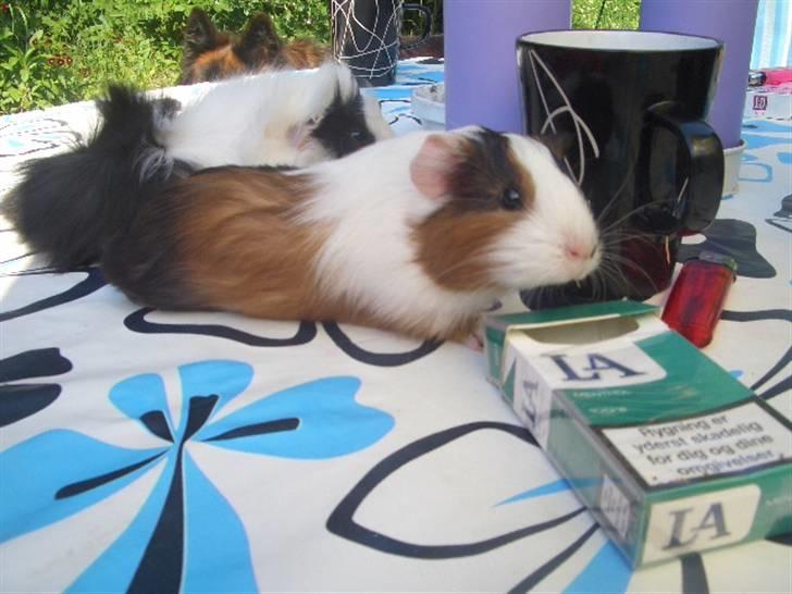 Marsvin Milka *MælkeChokolade* - Hej, velkommen til min profil, giv da gerne en kommentar inden i smutter igen 8D billede 1