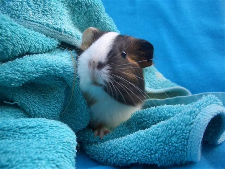 Marsvin Milka *MælkeChokolade* - Ej, der var i o.o HEJ MED JER! 8D billede 2