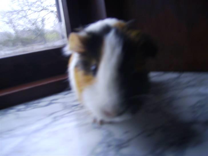 Marsvin Milka *MælkeChokolade* -  Er jeg ikke bare smuk? 8D billede 3