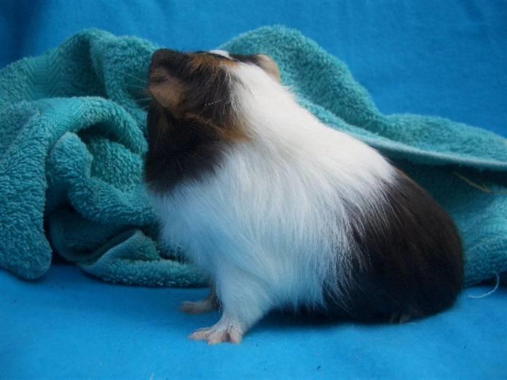 Marsvin Milka *MælkeChokolade* - Hov, hvad er det? :D billede 4