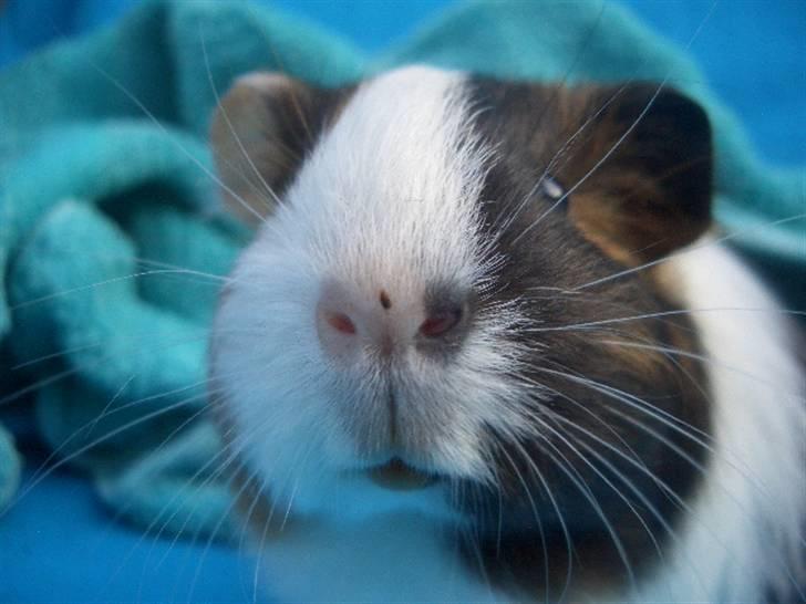 Marsvin Milka *MælkeChokolade* - Mjiiin smukke næse ;D billede 6