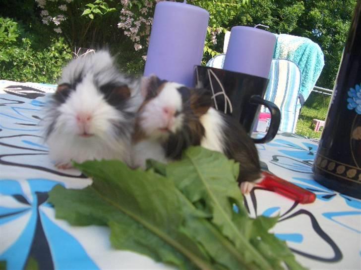 Marsvin Milka *MælkeChokolade* - Mig & Nuller æder 8D billede 7