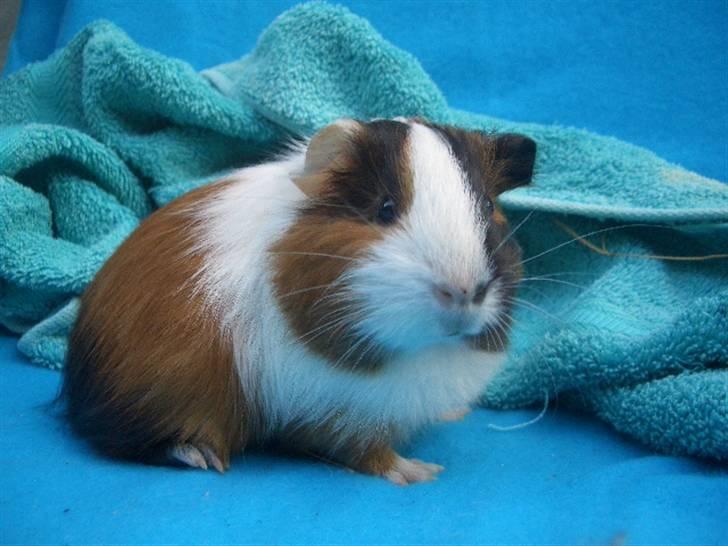 Marsvin Milka *MælkeChokolade* - Jeg sidder lige her & kigger på jer =D billede 8