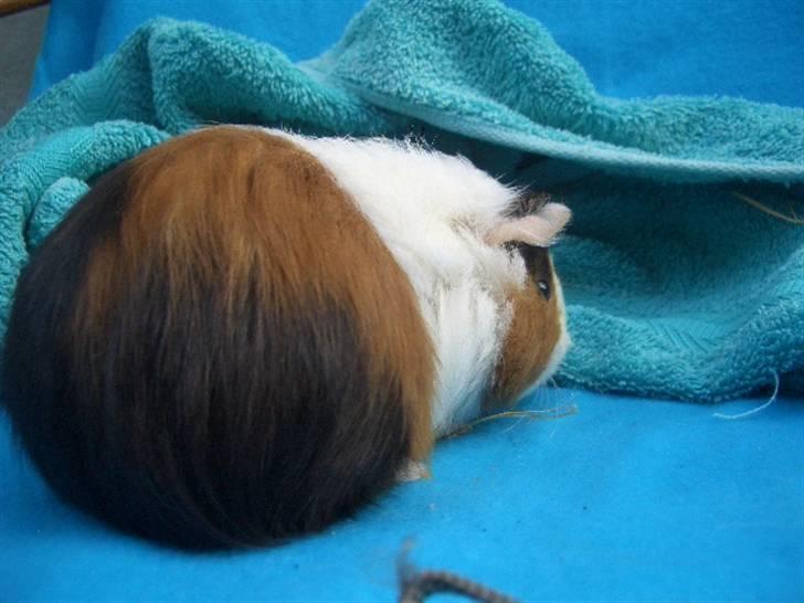 Marsvin Milka *MælkeChokolade* - Farvel, venner. Nu smutter jeg ind & sover, HUSK AT GIVE EN KOMMENTAR ! 8DD billede 9