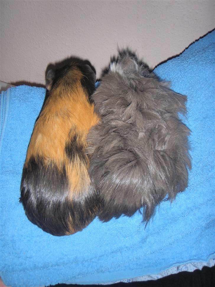 Marsvin Mila *Mils* - "Min bedste ven, Ofelia, og mig." billede 3