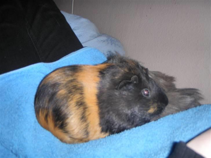Marsvin Mila *Mils* - "Ofelia gemmer sig bag mig ;)" billede 5
