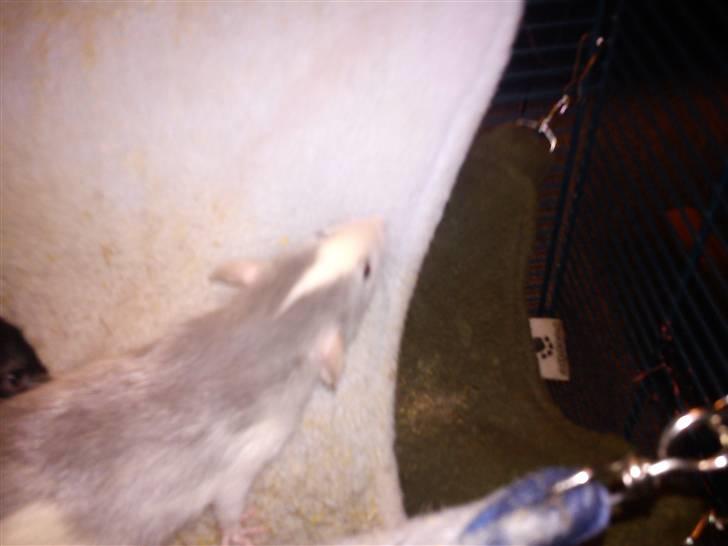 Tamrotte Mellieha Cullinan I*RIP* - D. 1/2-11 (Taget med mobil) billede 13
