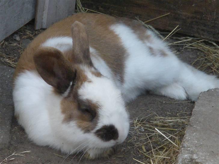 Kanin Skid - Skid, som ligger i sin løbegård og slapper af. billede 1