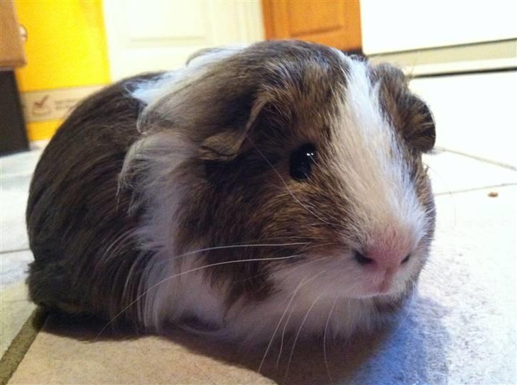 Marsvin Dexter Von Fancy billede 1