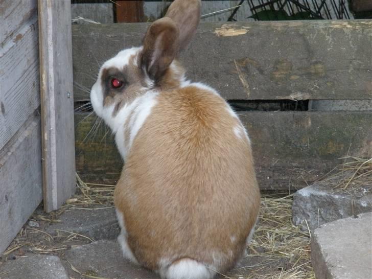 Kanin Skid billede 2