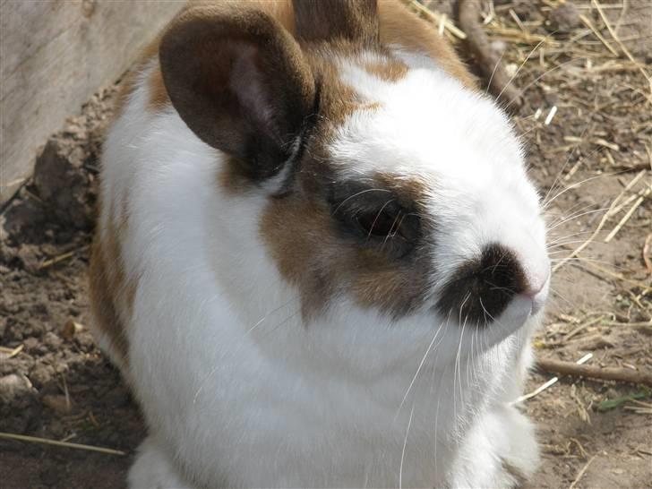 Kanin Skid billede 3