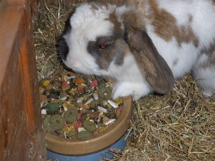 Kanin Skid billede 4