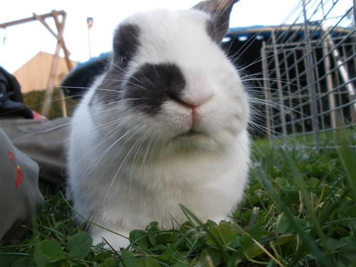 Kanin Skid billede 5