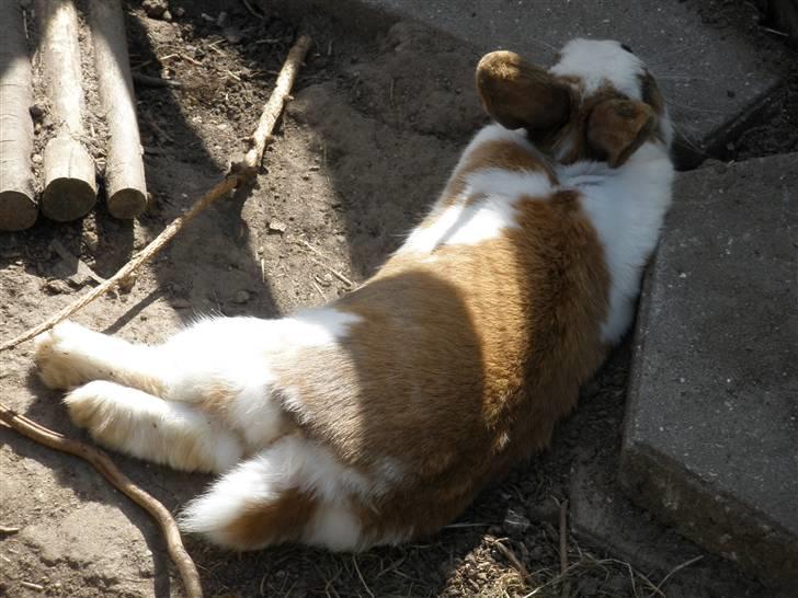 Kanin Skid billede 6