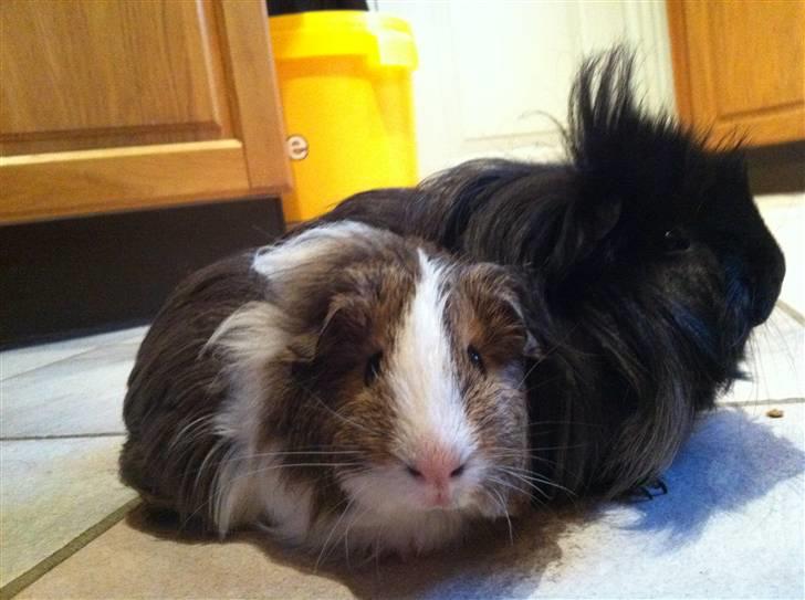 Marsvin Dexter Von Fancy billede 2