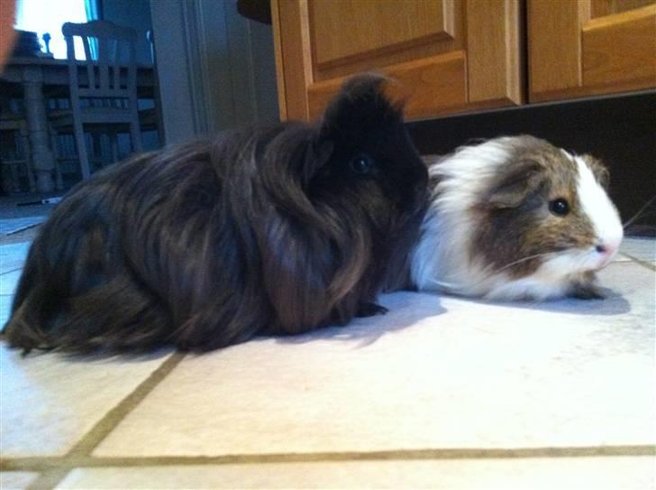 Marsvin Dexter Von Fancy billede 3