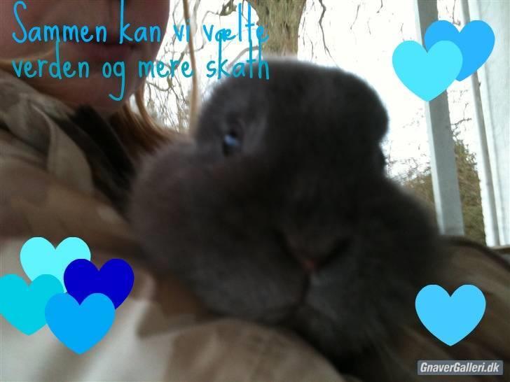Kanin stald loppernes Gråbaby<3 billede 6