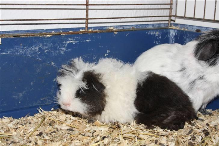 Marsvin Panda billede 1