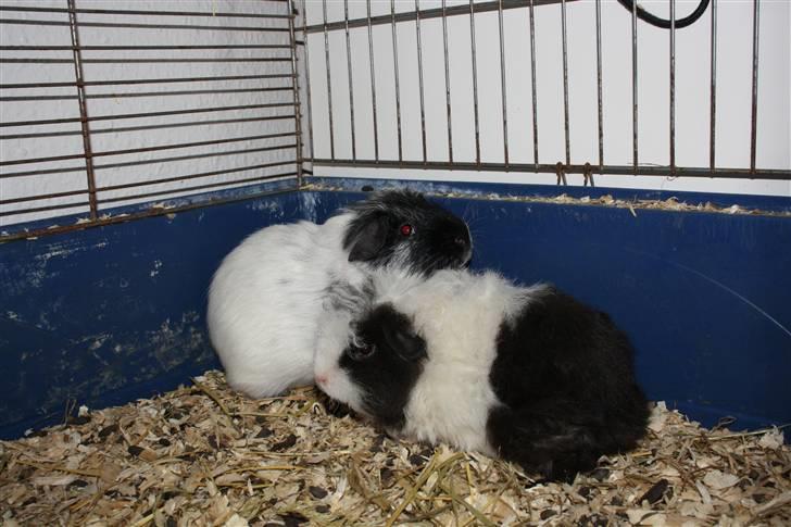 Marsvin Panda billede 2