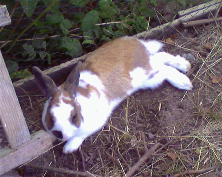 Kanin Skid billede 7