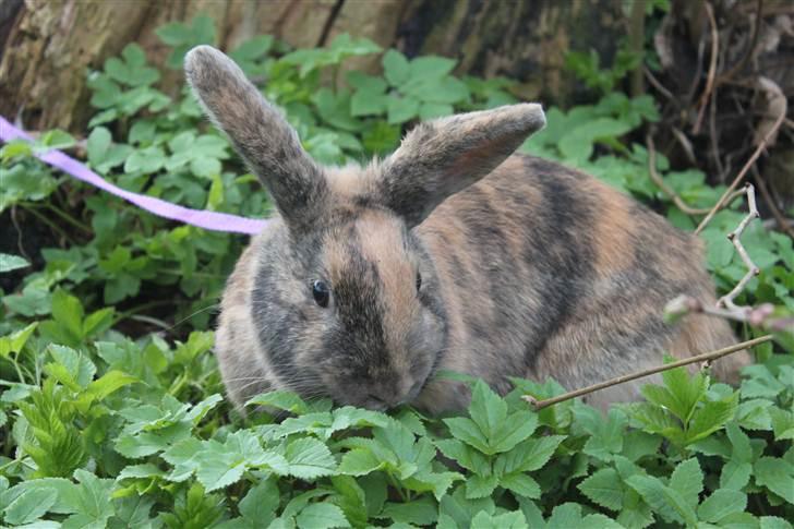 Kanin MaPos Little Beauty Sunshine billede 14