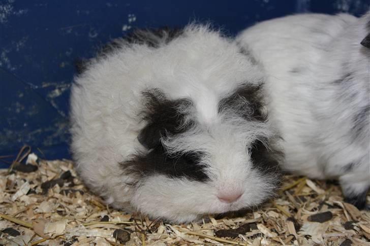 Marsvin Panda billede 3