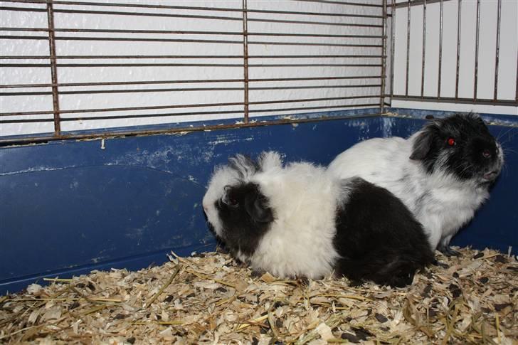 Marsvin Panda billede 4