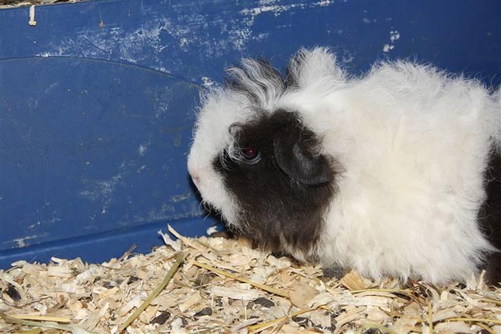 Marsvin Panda billede 5