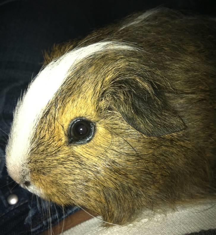 Marsvin Dexter Von Fancy billede 4