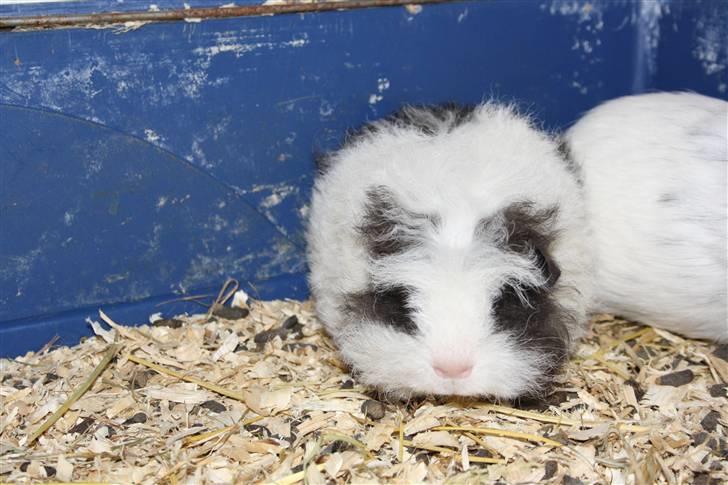 Marsvin Panda billede 6