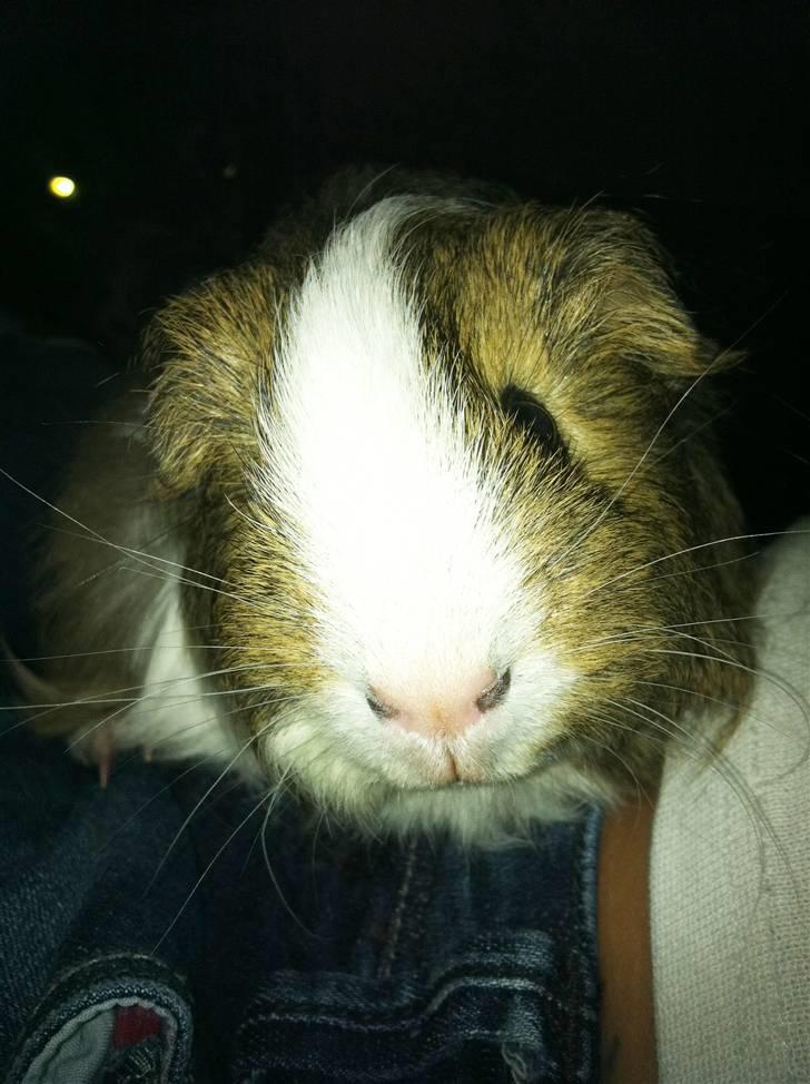 Marsvin Dexter Von Fancy billede 5