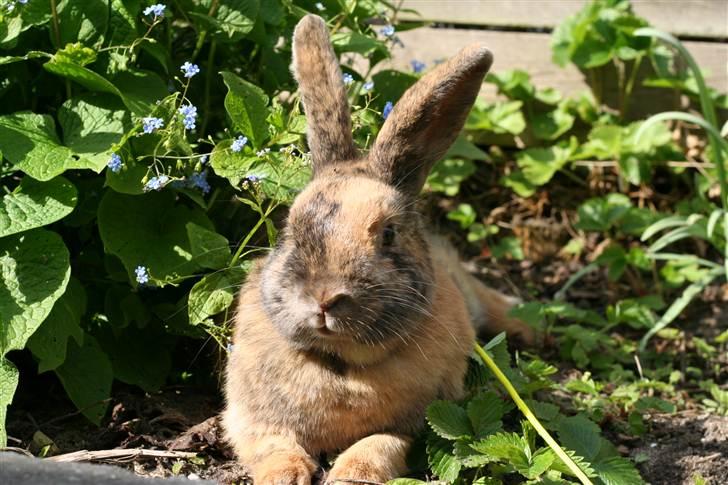 Kanin MaPos Little Beauty Sunshine billede 15