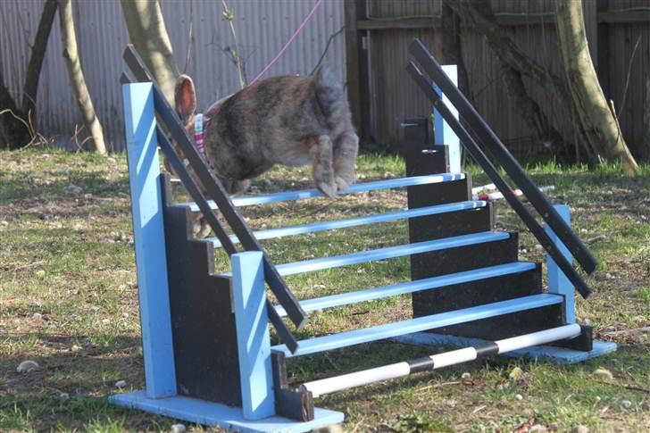 Kanin MaPos Little Beauty Sunshine billede 6