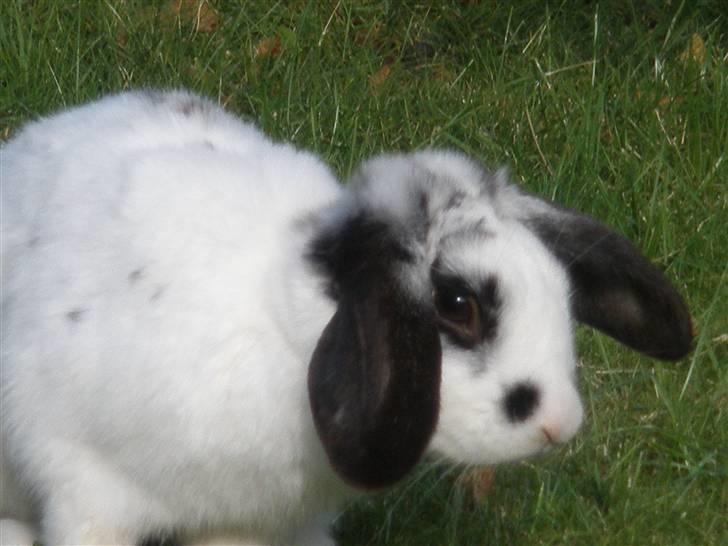 Kanin Kommissær Barnaby billede 1