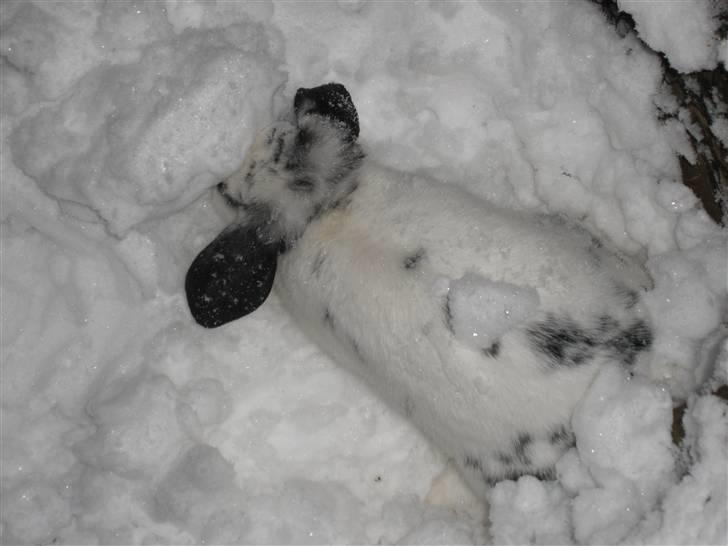 Kanin Kommissær Barnaby billede 2