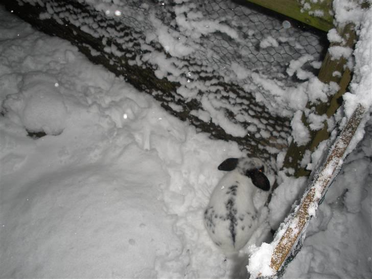 Kanin Kommissær Barnaby billede 3