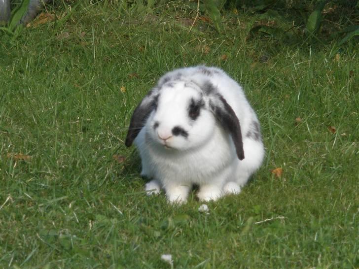 Kanin Kommissær Barnaby billede 4
