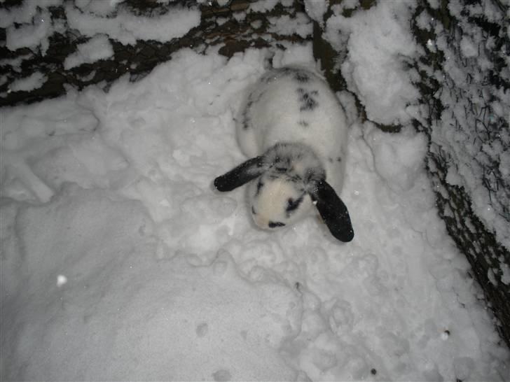 Kanin Kommissær Barnaby billede 5