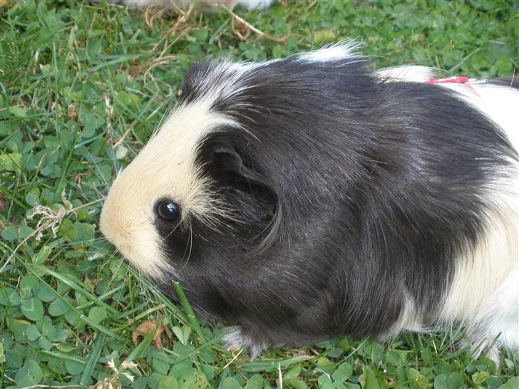 Marsvin Dixie billede 1