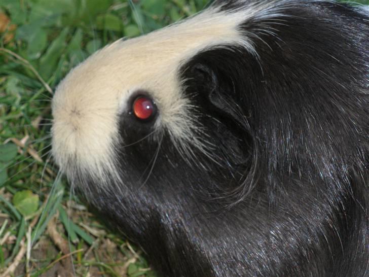 Marsvin Dixie billede 2