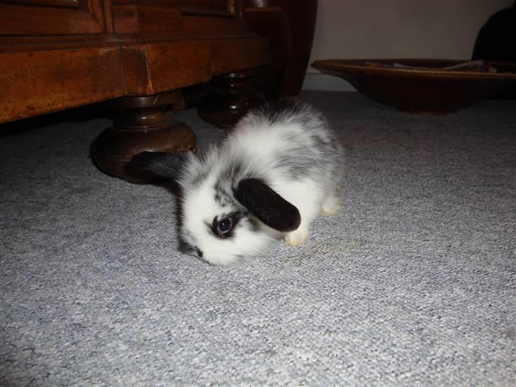 Kanin Kulstift billede 1