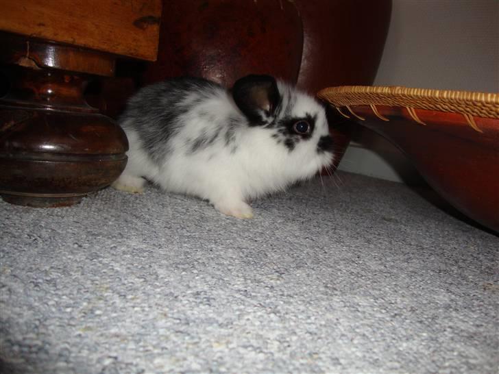 Kanin Kulstift billede 2