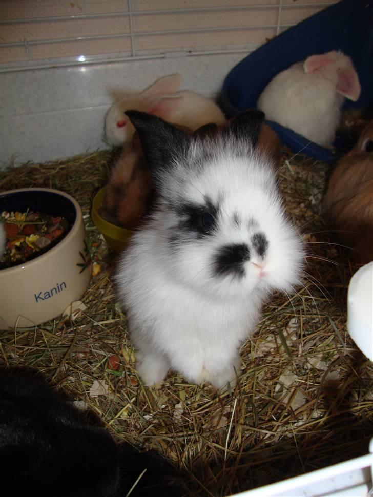 Kanin Kulstift billede 3