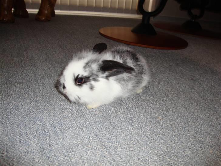 Kanin Kulstift billede 4